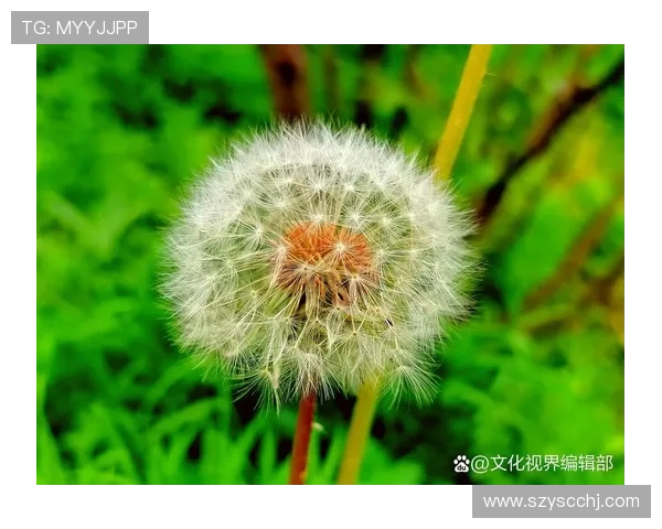 官方宣布文武斌加盟广州蒲公英